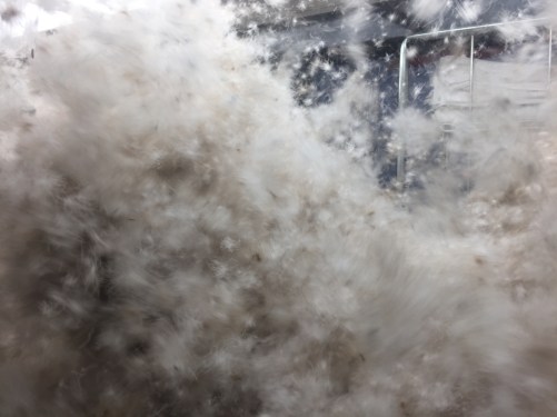 les plumes brassées.jpg