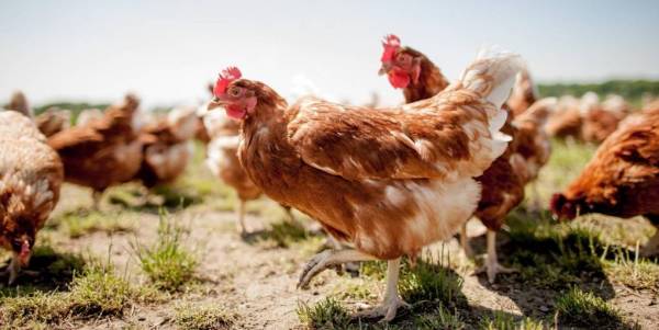 poulehouse_oeuf_ethiques-1020x512