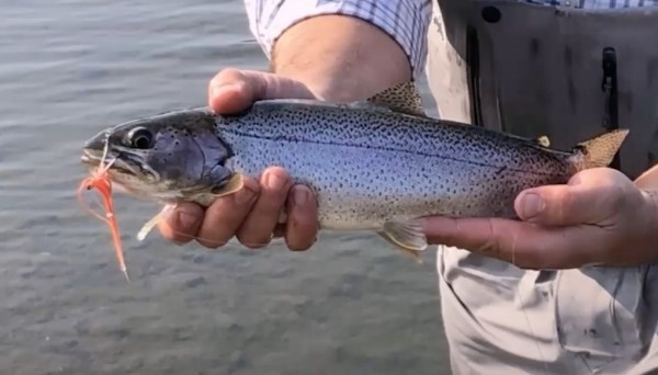 la truite reconnue par l'IA