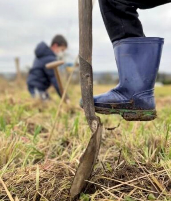 Les meubles et les arbres